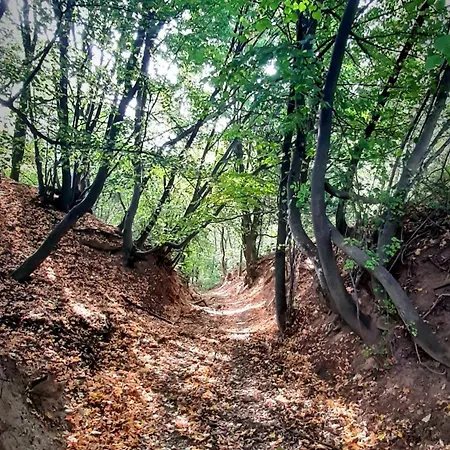 Brauer Panzió * Mecseknádasd