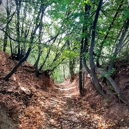 Brauer Panzió * Mecseknádasd